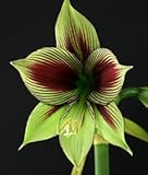 春咲き原種アマリリスパピリオ（自社生産球）球根　1球