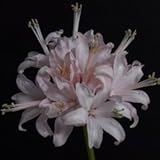 透明感あふれる整った花姿！ オリジナル品種！ ネリネ‘トランスルーセント’ 球根　１球
