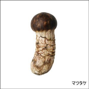 ネイチャーテクニカラーMONO キノコ ソフトストラップ(再販) ［5.マツタケ］(単品)