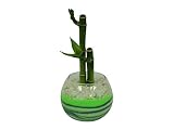 花市場直送便 ミリオンバンブー(カラーサンド植え) バブルボール8cm グリーン