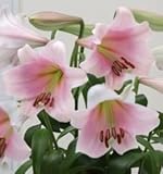 テッポーユリ　ベルソング　１球入