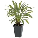 【人工植栽】　タカショー グリーンデコ鉢付 カラテアG グリーン　0.9m　GD-164G