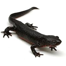 319990YDmVL._AC_UL210_SR210,