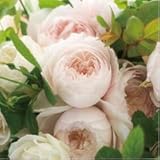 バラ苗 ひより 国産大苗6号スリット鉢 フロリバンダ(FL) 四季咲き中輪　ピンク系