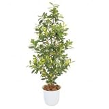 【人工植栽】　タカショー グリーンデコ和風 アオキ鉢付　1.5m　GD-130