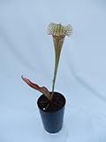 食虫植物　Sarracenia xUmlauftiana(サラセニア ウマルフィナ)