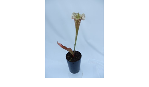 Amazon 食虫植物 Sarracenia Xumlauftiana サラセニア ウマルフィナ 花
