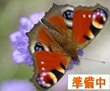 ウバタケギボウシ7.5～9cmポット