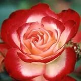 バラ苗 ジュビレデュプリンスドゥモナコ 国産新苗植え替え6号スリット鉢 フロリバンダ(FL) 四季咲き中輪 複色系