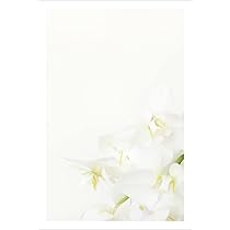 通常葉書 胡蝶蘭 胡蝶蘭の葉書(はがき)、正しい使い方を解説！ | 胡蝶蘭の通販