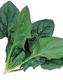 【ほうれん草種子】ミラージュ　法蓮草　M3万粒　（サカタのタネ）