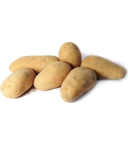 Amazon.co.jp: なえ屋 じゃがいも キタアカリ 種芋 L～Sサイズ 500g
