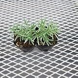 【ハーブ】【常緑小低木】　人気のハーブ　ローズマリー　2株セット　【キッチンガーデン】