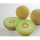 ころたんミニメロン苗　4株セット