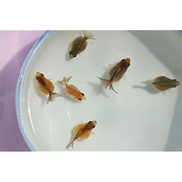 Amazon 国産金魚 Mixお楽しみ金魚セット 10匹 1匹 死着保証分 サイズmｉｘ なまず園 なまず園 観賞魚 水中生物 通販