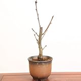 桜盆栽：熱海桜(あたみざくら)*アタミザクラ