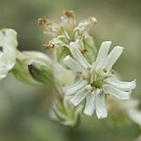 スガワラビランジ