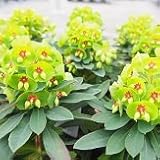 【耐寒性】【多年草】　ユーフォルビア　マーチニー　2株セット　【イングリッシュガーデン】
