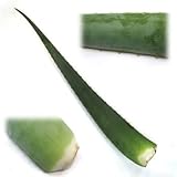 アロエベラの生葉5kg入り（10本以上） ノーブランド品