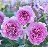 バラ苗 ヴィオレパルフュメ 国産大苗ドリュオリジナル角鉢6号 四季咲き大輪 紫系 フレンチローズ（ドリュ）