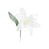 カサブランカリリーピック 66-469095-0