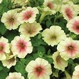 【花壇】　ペチュニア　イエローマジック　2株セット　【ハンギング】