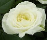 【生産農場直送】バラ苗 フォーエバーローズ グリーンランド 4号鉢