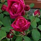 バラ苗 つるデトロイター 国産大苗6号スリット鉢 つるバラ(CL) 四季咲き 赤系