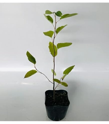 Amazon.co.jp: 株立ち ジューンベリー 白花 果樹 苗木 31 : DIY・工具 