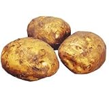 じゃがいも 種芋 デジマ （出島） 2kg 入り