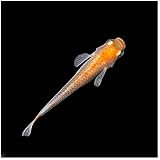 Amazon めだか 錦秋メダカ ５匹 Charm チャーム 観賞魚 水中生物 通販