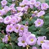 【球根植物】　オキザリス　初恋　2株セット　【グランドカバー】