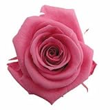 florever　フロールエバー　フレッシュルックメディアナローズ　ニューヨークピンク　8輪　Φ4～5cm　 プリザーブドフラワー　Mediana Rose　New York Pink