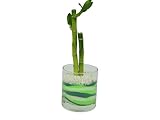花市場直送便 ミリオンバンブー(カラーサンド植え) サークルL グリーン