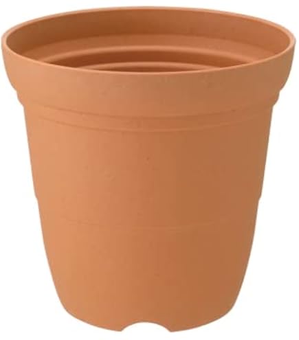Amazon.co.jp: 斑入りソテツ 4号素焼鉢 : DIY・工具・ガーデン