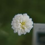 ハーブ 苗 ダブルフラワーカモミール 3号ポット苗