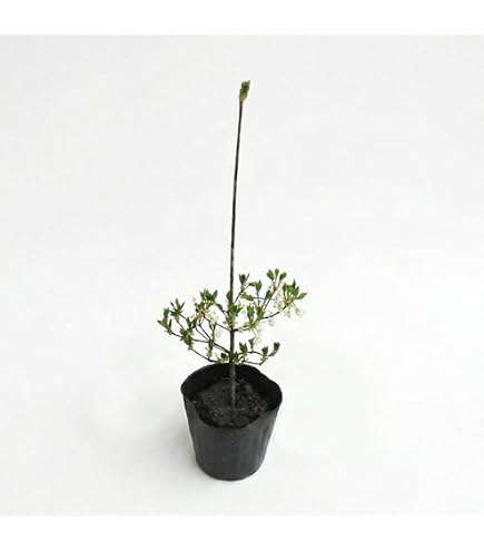 Amazon.co.jp: 山採り鉢植え 天然ドウダンツツジの根巻き苗 : DIY