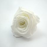 暗闇で光るバラ　1輪　発光色：ブルー　【プリザーブドフラワー】【バラ】【花材】