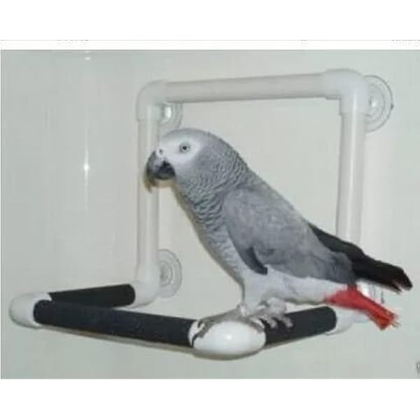 african grey play stand