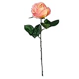 シングルフェームローズ FXFR0016SAL