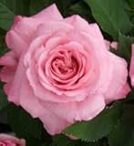 【生産農場直送】バラ苗 フォーエバーローズ モンテカッシーノ 4号鉢