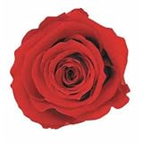 florever　フロールエバー　フレッシュルックメディアナローズ　チェリーレッド　8輪　Φ4～5cm　 プリザーブドフラワー　Mediana Rose　Cherry Red