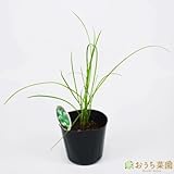 ガーリックチャイブ 【苗】 ９ ｃｍ ポット ＜当店は 苗 種 鉢 培養土 ニーム の専門店＞