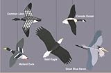 Wilderness Birds Mobile by Skyflight Mobiles