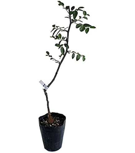 Amazon.co.jp: 初出 インドナツメ接木苗木 台湾ナツメ 青棗 : DIY