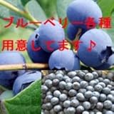 JAにじ ブルーベリー苗