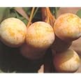ギンナン （銀杏） 金兵衛 《果樹苗》