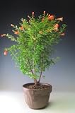 姫ザクロ(大)の鉢植え盆栽　2018初夏開花予定　現在、落葉が始まってきました。