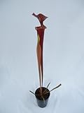 食虫植物　Sarracenia flava var.atropurpurea heavy veined (サラセニア フラバ　アトロプルプレア ヘビーベイン)