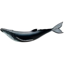 Amazon | フェバリット ザトウクジラ FM902 | 生物・動物・人体 | おもちゃ
